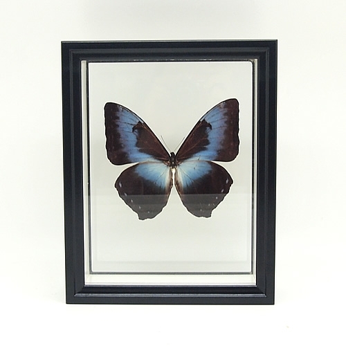 ミズイロタイヨウモルフォ(アオタイヨウモルフォ) , 蝶の標本 販売
