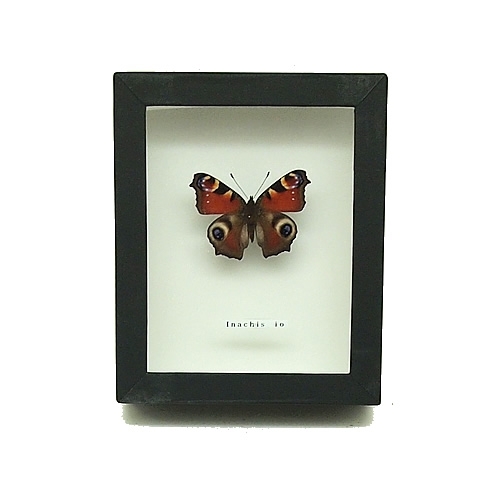 クジャクチョウ(孔雀蝶) , タテハ蝶科標本 , 蝶の標本 販売・通販の