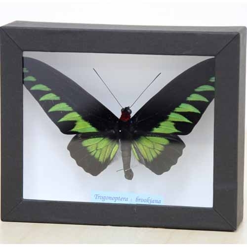 アカエリトリバネアゲハ , アゲハ蝶科標本 , 蝶の標本 販売・通販の