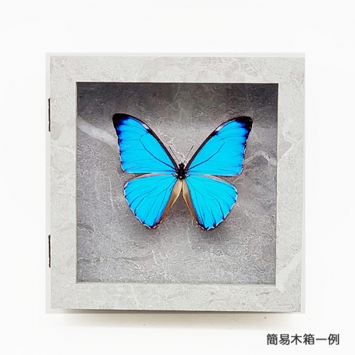 オーロラモルフォ , タグ「モルフォ」 , 蝶の標本 販売・通販の