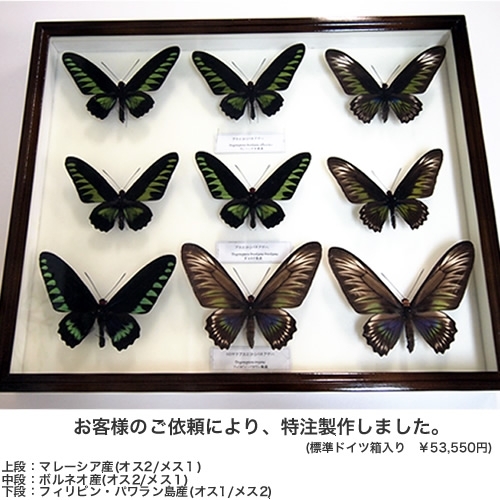 アカエリトリバネアゲハ , 蝶の標本 販売・通販のNatureShop|モルフォ