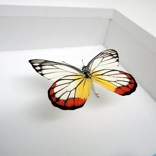 ベニモンシロチョウ , 蝶の標本 販売・通販のNatureShop|モルフォや