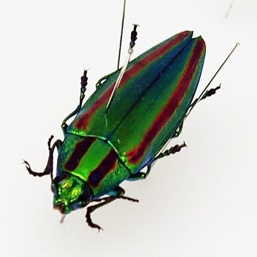 ヤマトタマムシ , 昆虫標本 , 蝶の標本 販売・通販のNatureShop