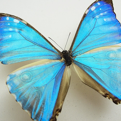 ゼフィリティスモルフォ , タテハ蝶科標本 , 蝶の標本 販売・通販の