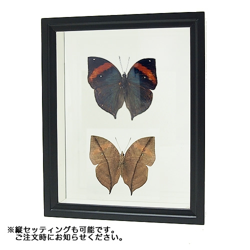 ムラサキコノハチョウ／裏表セット , 蝶の標本 販売・通販のNatureShop