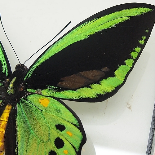 メガネトリバネアゲハ , 蝶の標本 販売・通販のNatureShop|モルフォや