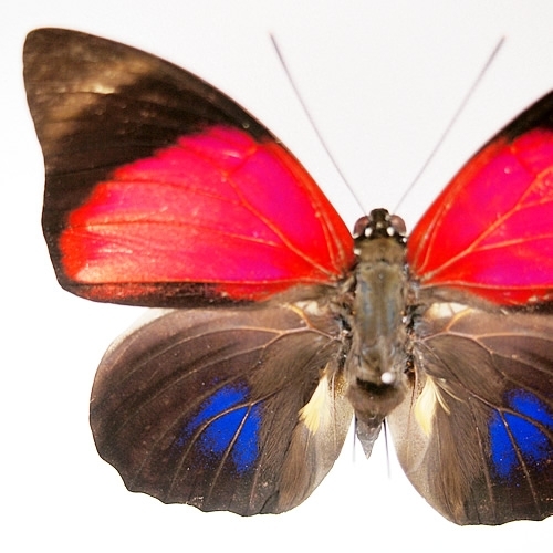 ルーゲンスミイロタテハ , タテハ蝶科標本 , 蝶の標本 販売・通販の