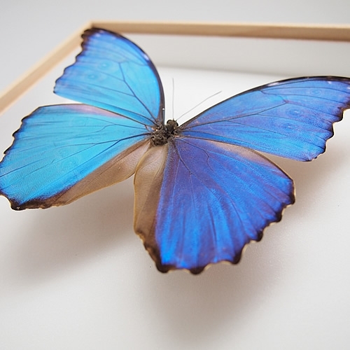 ディディウスモルフォ , タテハ蝶科標本 , 蝶の標本 販売・通販の
