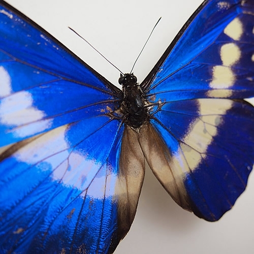 送料無料】ヘレナモルフォ , 蝶の標本 販売・通販のNatureShop