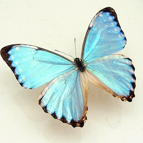 ポルティスモルフォ , タグ「モルフォ」 , 蝶の標本 販売・通販の