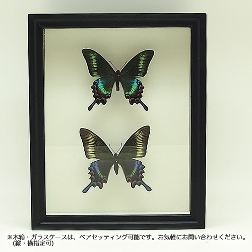 ミヤマカラスアゲハ／メス , アゲハ蝶科標本 , 蝶の標本 販売・通販の