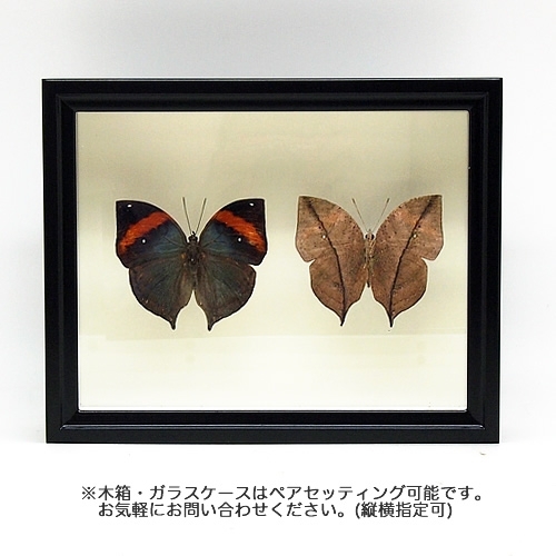 ムラサキコノハチョウ／裏展翅 , タグ「new」 , 蝶の標本 販売・通販の