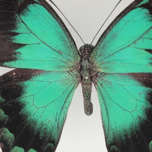 ヘリボシアオネアゲハ , 蝶の標本 販売・通販のNatureShop|モルフォや