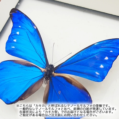 レテノールモルフォ , タグ「モルフォ」 , 蝶の標本 販売・通販の