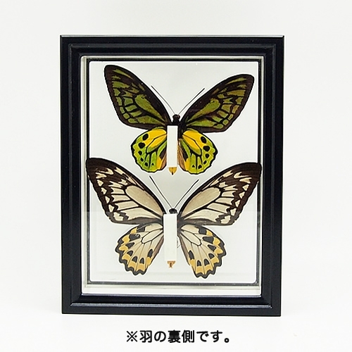 送料無料】アカメガネアゲハ(アカメガネトリバネアゲハ) , タグ「red