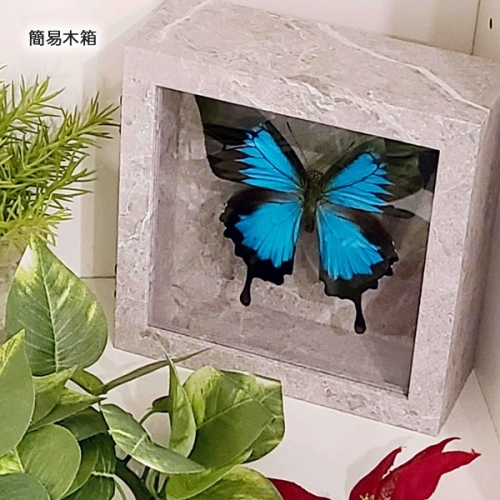 オオルリアゲハ , タグ「blue」 , 蝶の標本 販売・通販のNatureShop