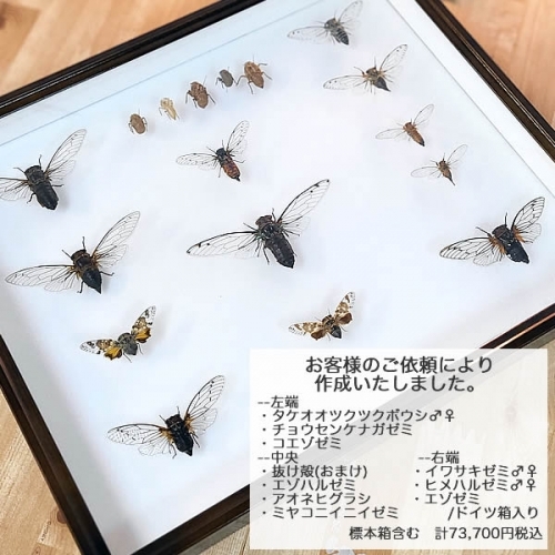 タケオオツクツクボウシ／雄雌ペア 飛翔 , タグ「昆虫」 , 蝶の標本