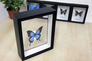 ヒイロツマベニ , 蝶の標本 販売・通販のNatureShop|モルフォや