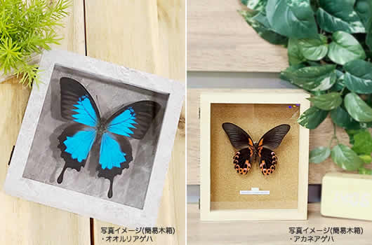コオニヤンマ , 昆虫標本 , 蝶の標本 販売・通販のNatureShop|モルフォ