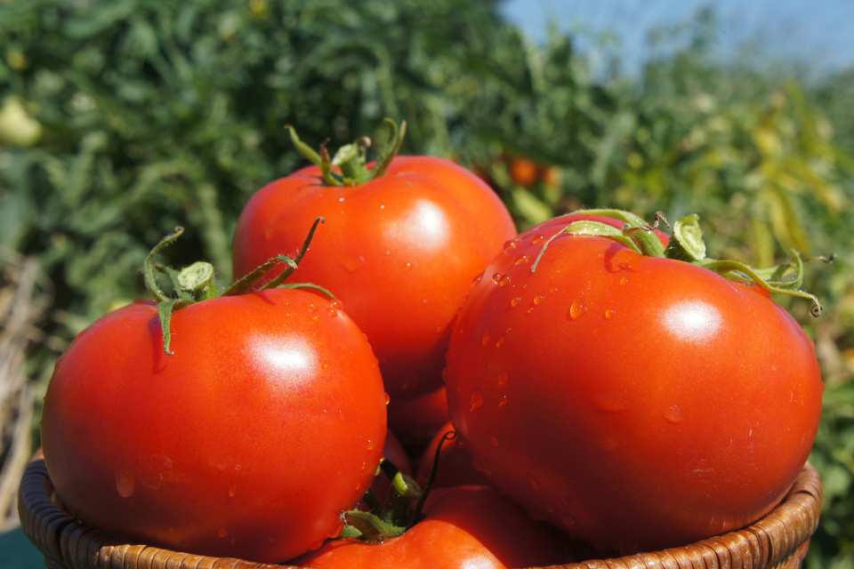 トマトのこだわり | ナガノトマト