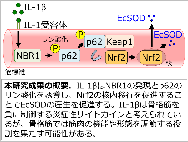 骨格筋の抗酸化物質の産生を制御する新たなメカニズムを解明〜「悪者