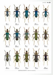 日本産カミキリムシ大図鑑 むし社