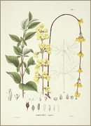 シーボルト『日本植物誌』（Flora Japonica）と『慶賀写真草』の比較