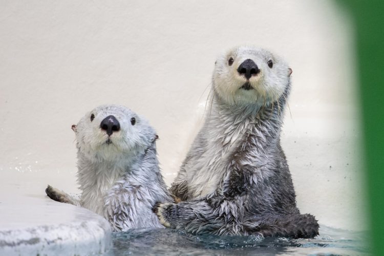 国内唯一のラッコのペア、鳥羽水族館の「キラ＆メイ」がSNSで大バズリ