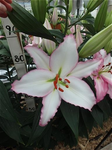 リップグロス | 株式会社中村農園