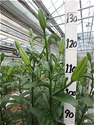 フォックスレイ | 株式会社中村農園