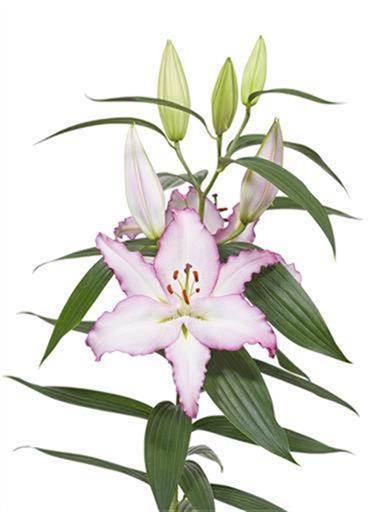 リップグロス | 株式会社中村農園