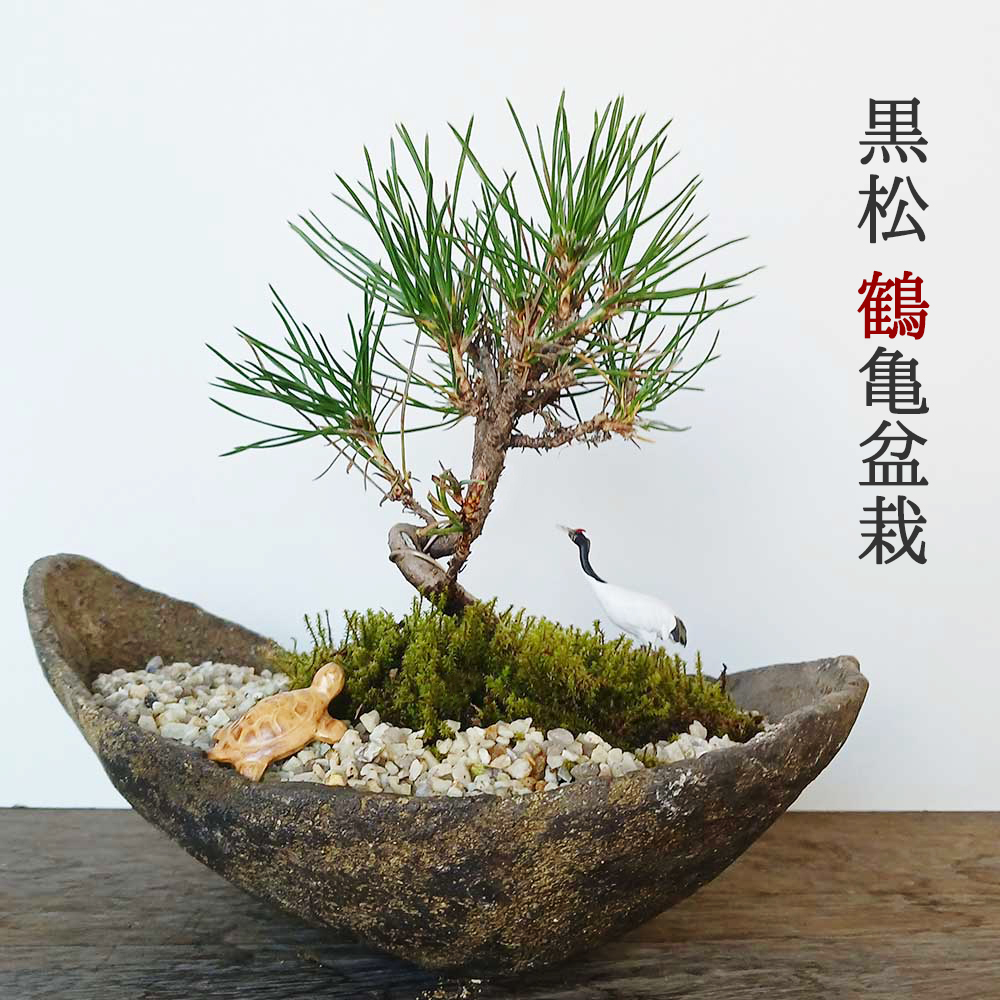 お好きな化粧砂からお選びください。縁起物【黒松盆栽 くらま鉢 鶴亀