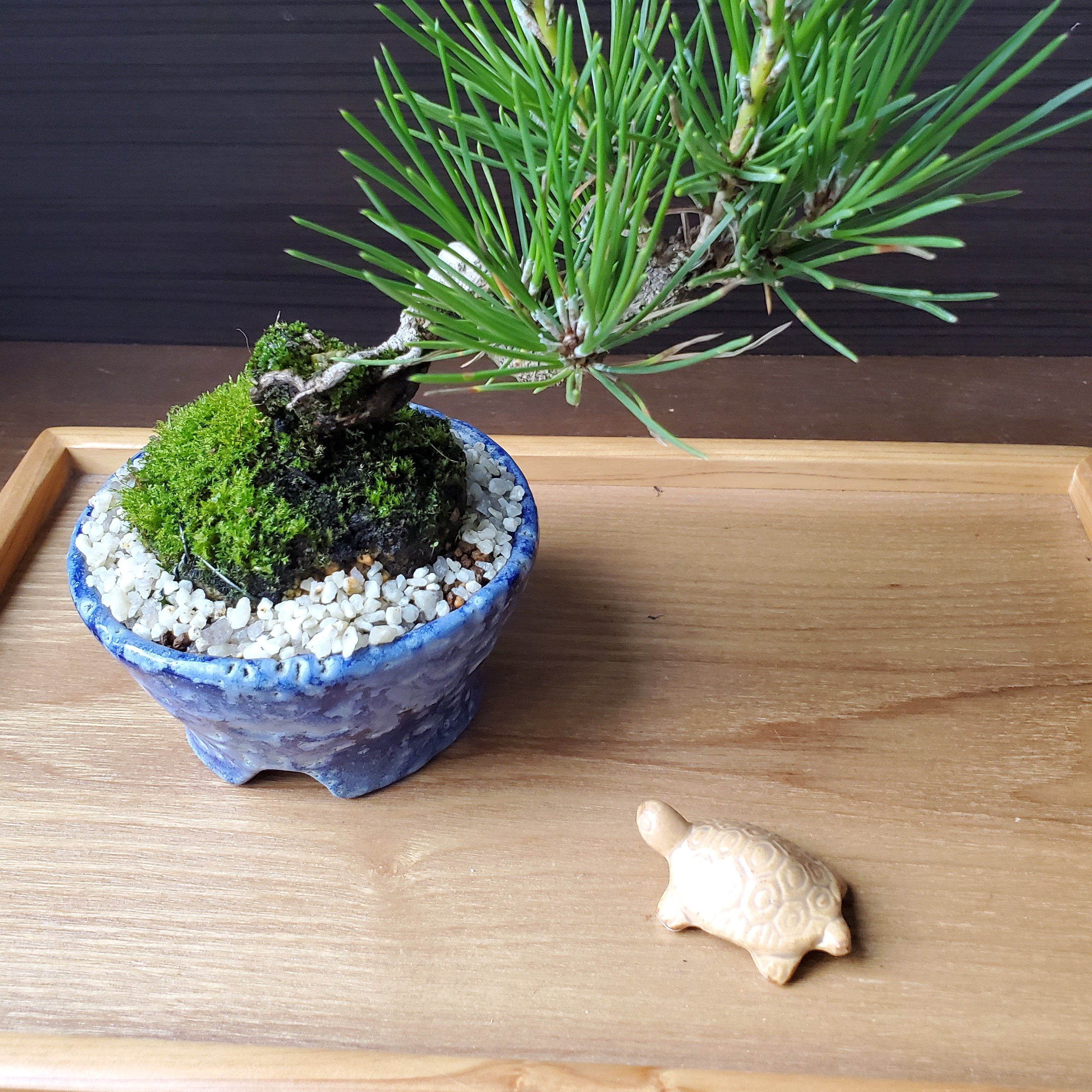 添配や盆景に【ミニチュア 亀・中サイズ】かめ カメ kame KAME 枯山水