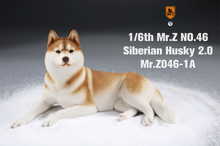 フィギュア専門店 -ソダチトイズ / Mr.Z 1/6 シベリアンハスキー お