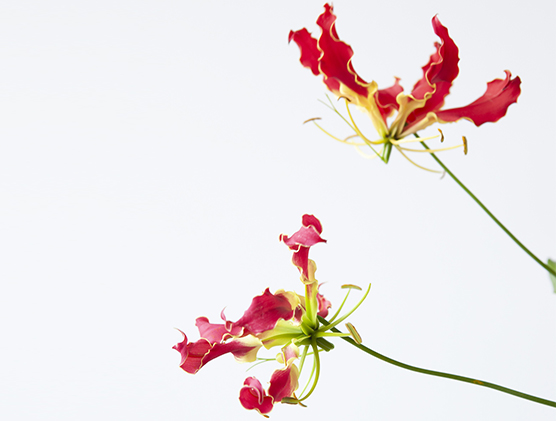 予約販売＞家元オリジナルガラス花器 | いけばな草月流