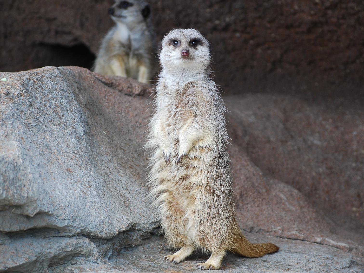ミーアキャットエサやり体験［イベント情報］／秋吉台自然動物公園