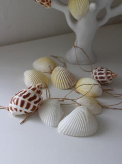 SEA MOON - SEA LIFE - Sea Shells