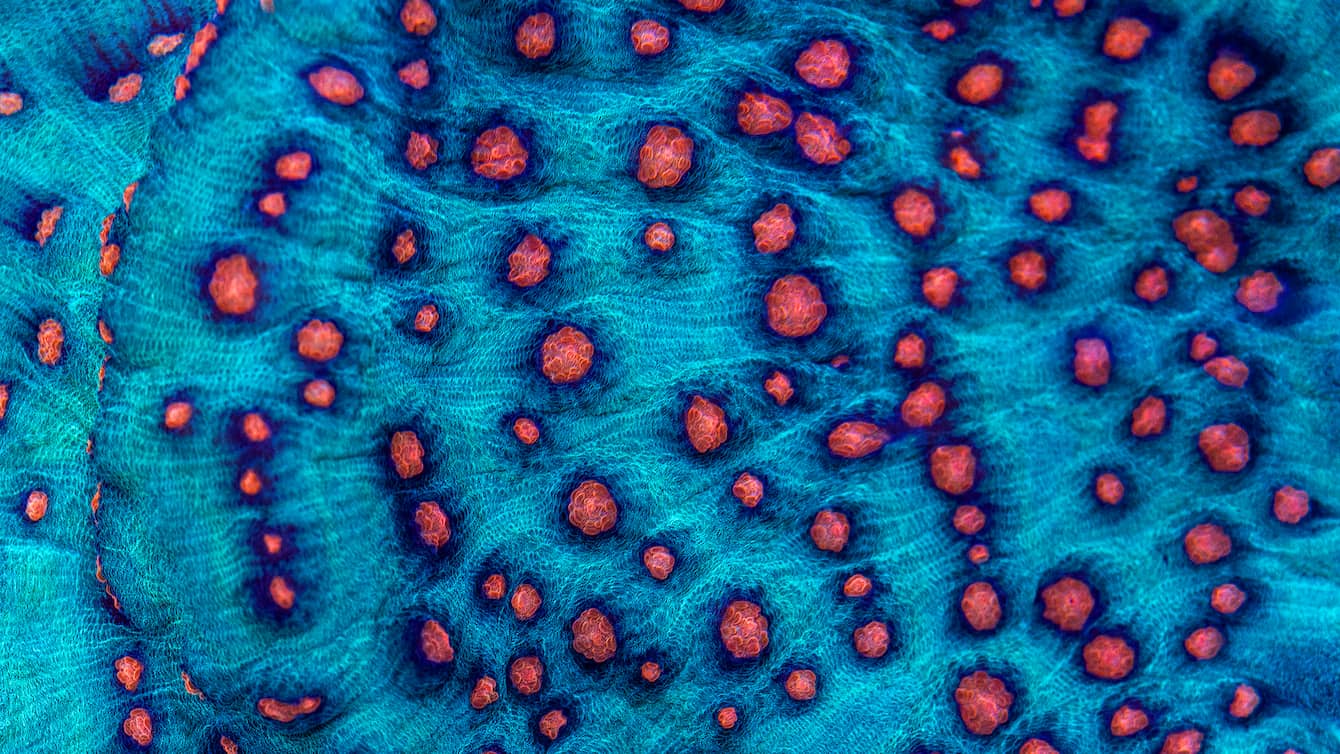 Let tropical corals inspire you - Seattle Aquarium