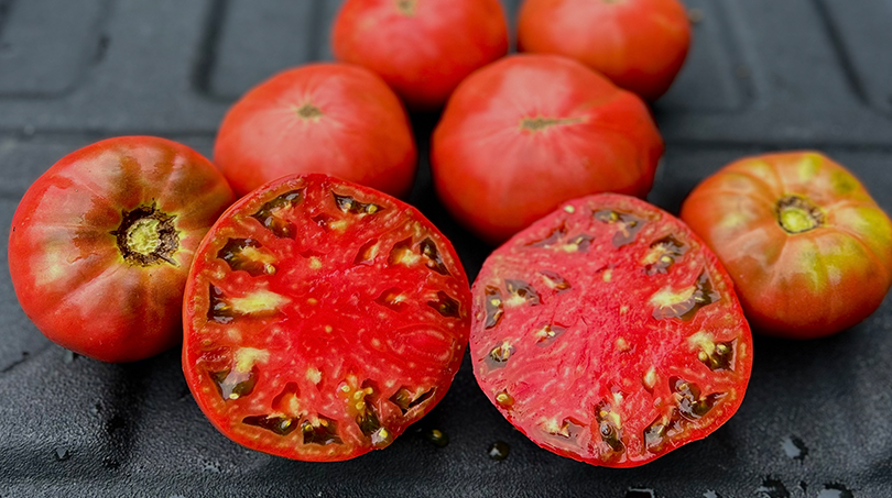 Mountain Heritage Tomato (Not Treated) | Seedway