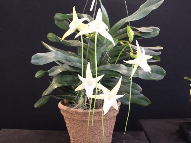 滋賀洋らんフェスタ2026｜イベント情報｜草津市立 水生植物公園みずの森