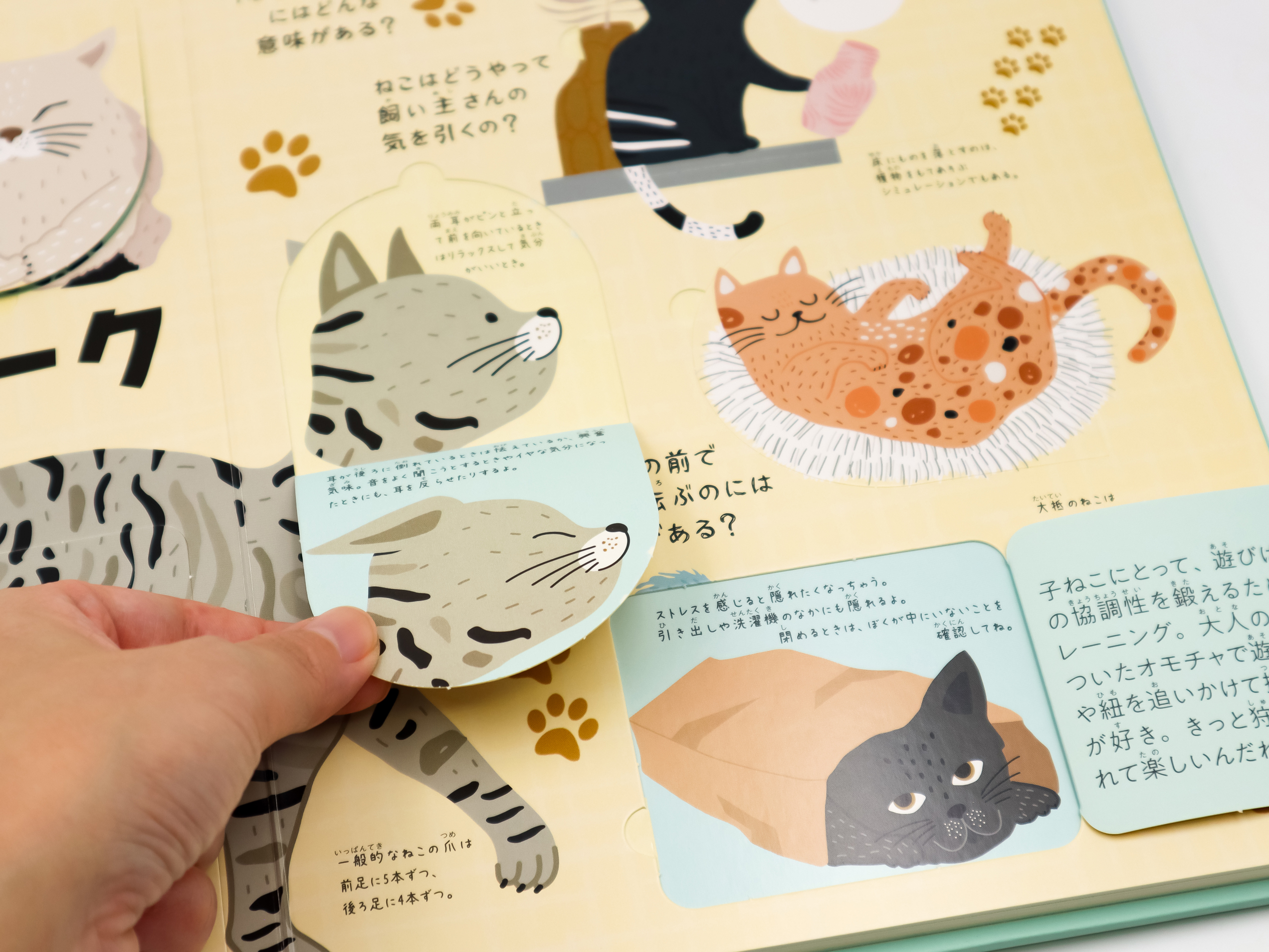 にゃんとわかる ねこのひみつ｜青幻舎 SEIGENSHA Art Publishing, Inc.