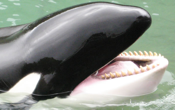 種類によって特徴は様々？ハクジラの歯 | 札幌駅北口すぐの歯医者