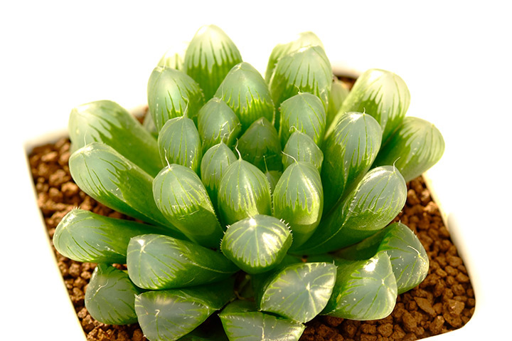 ハオルチアとは｜育て方がわかる植物図鑑｜みんなの趣味の園芸（NHK出版）