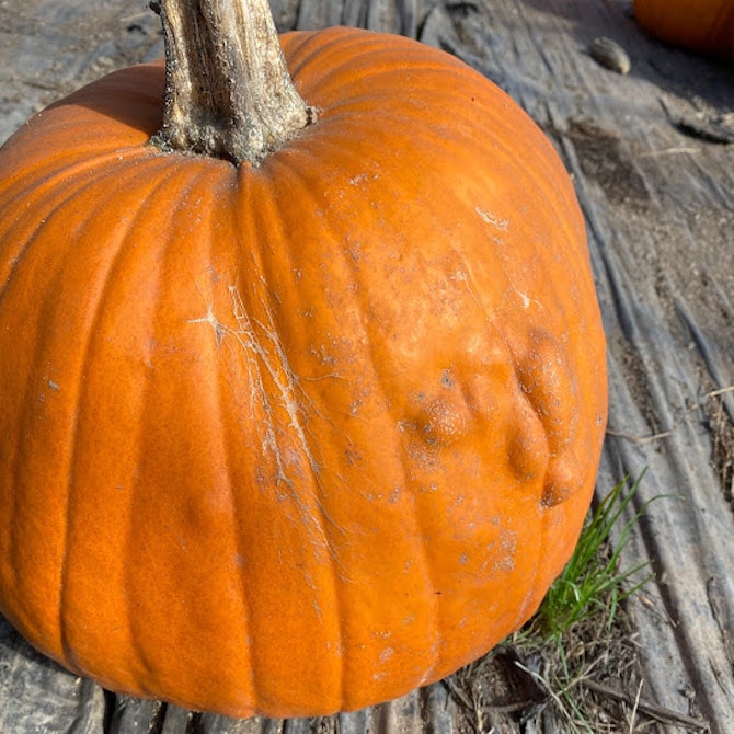 傷有り】訳ありハロウィンかぼちゃ【送料無料】 | 北海道旬直