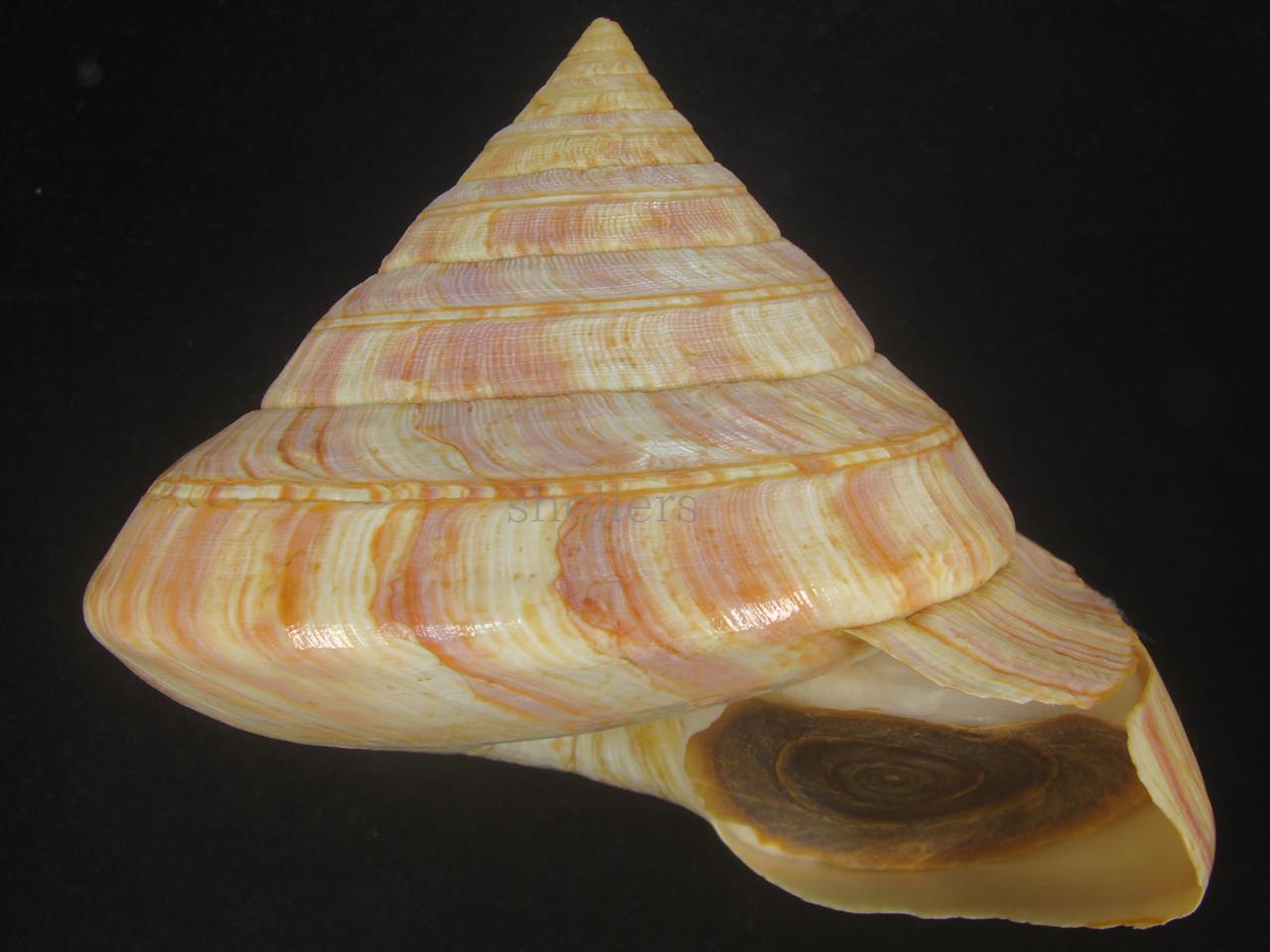 リュウグウオキナエビス(Entemnotrochus rumphii) 172mm 特大 特老成