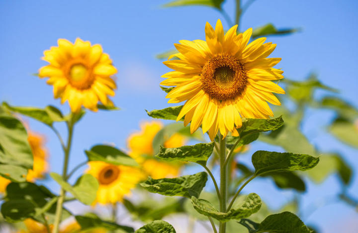 高知一の見応え！土佐市出間（いずま）ひまわり畑 | 四銀ルーム