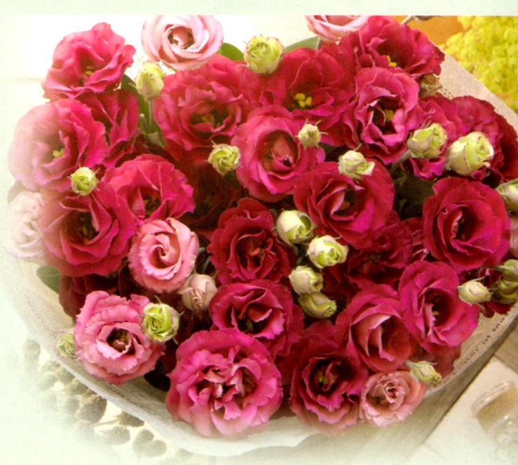 営利用ユーストマ（トルコギキョウ）】 タキイ種苗 バラ咲種 「ミンク