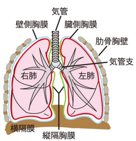 呼吸器外科紹介 | 呼吸器外科 | 医療法人社団 誠馨会 新東京病院