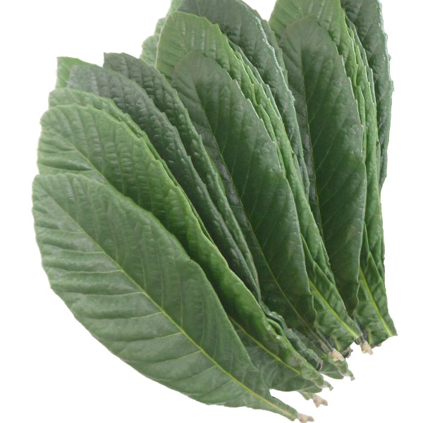 ビワ葉温灸用太棒もぐさ（16本入り）【三栄商会】