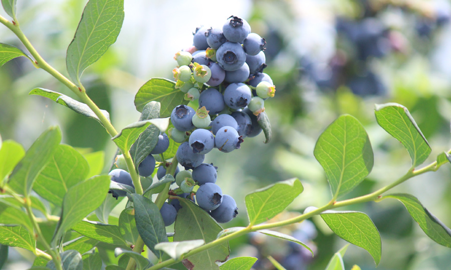 ブルーベリー摘み取り体験 2023年7月【茅ヶ崎 温故知新 開工房